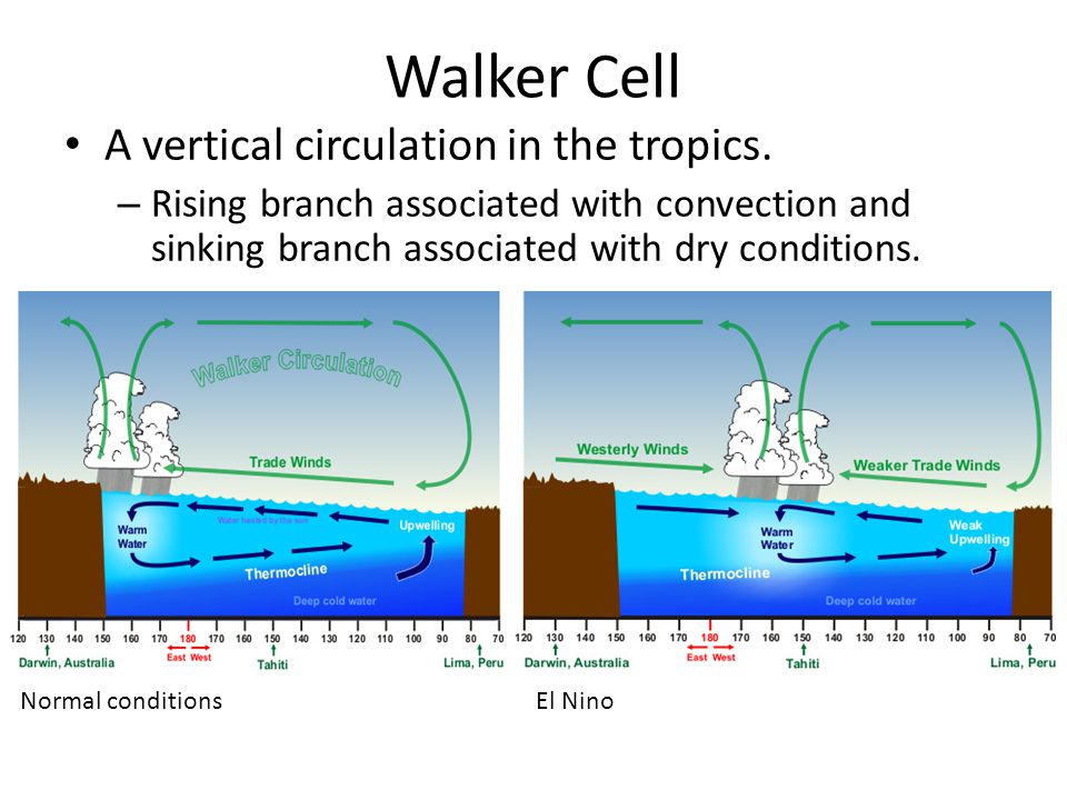 Walker Cell A vertical circulation in the tropics.