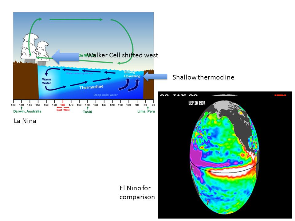 La Nina Shallow thermocline Walker Cell shifted west El Nino for comparison