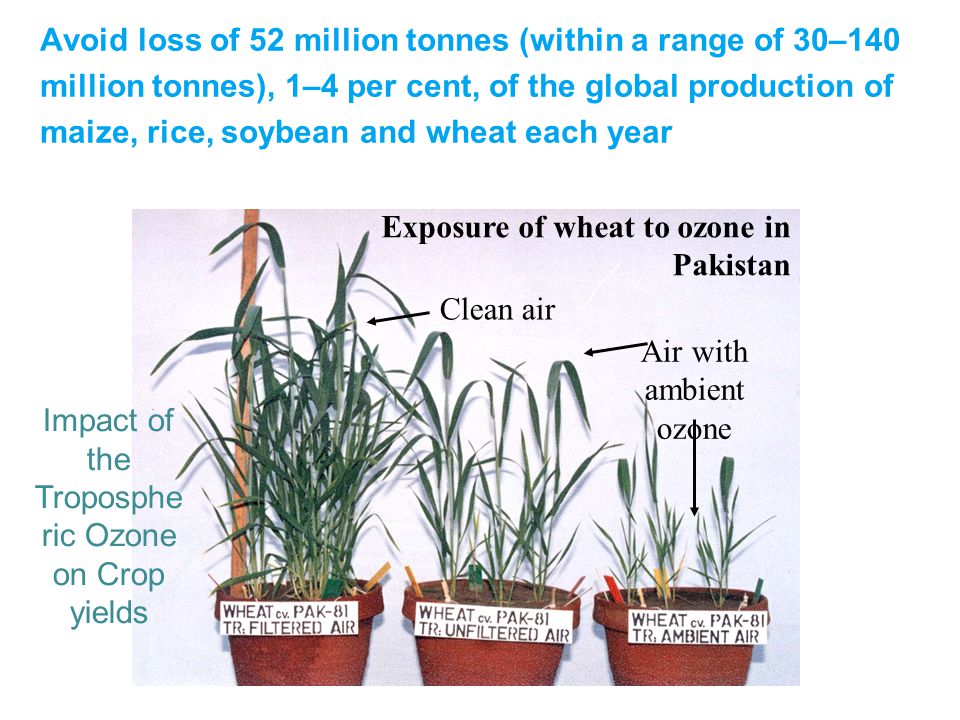 Avoid loss of 52 million tonnes (within a range of 30–140 million tonnes), 1–4 per cent, of the global production of maize, rice, soybean and wheat each year Exposure of wheat to ozone in Pakistan Clean air Air with ambient ozone Impact of the Troposphe ric Ozone on Crop yields