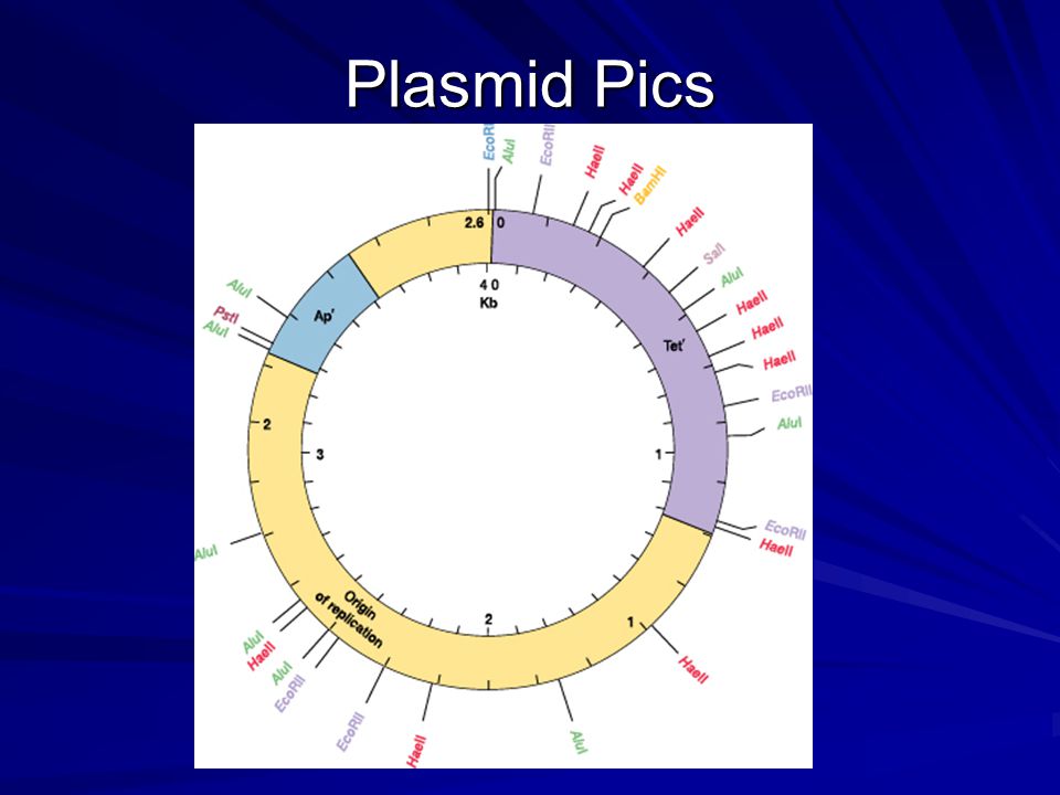 Plasmid Pics