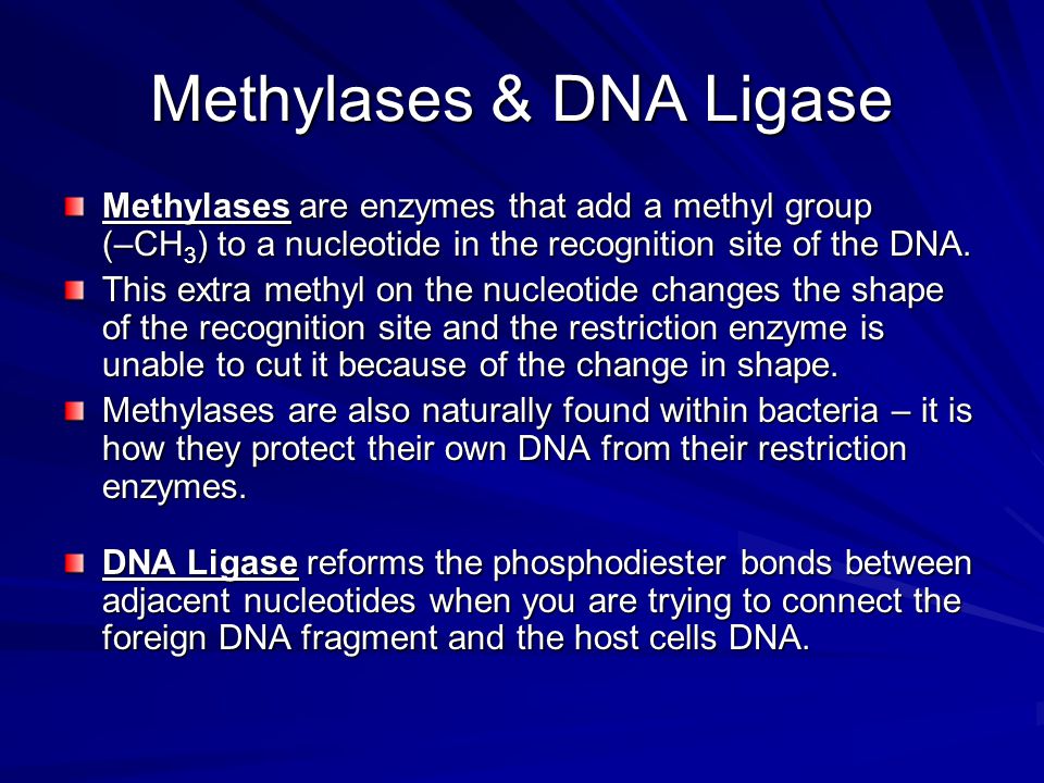 Methylases & DNA Ligase Methylases are enzymes that add a methyl group (–CH 3 ) to a nucleotide in the recognition site of the DNA.
