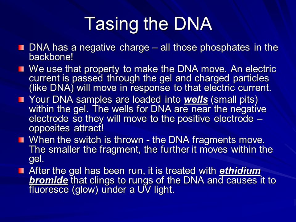 Tasing the DNA DNA has a negative charge – all those phosphates in the backbone.