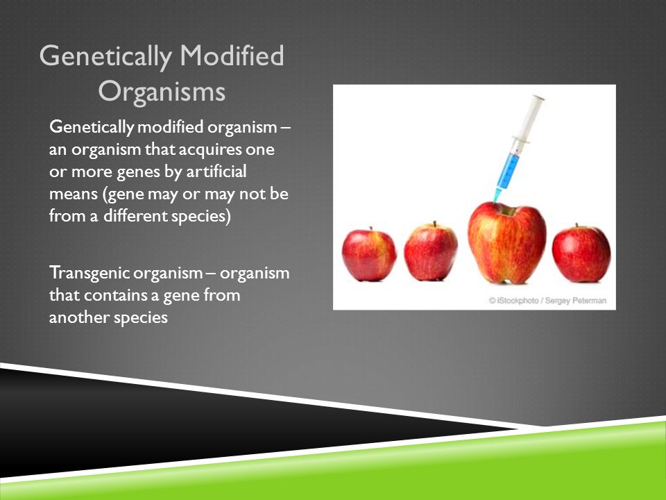 Genetically Modified Organisms Genetically modified organism – an organism that acquires one or more genes by artificial means (gene may or may not be from a different species) Transgenic organism – organism that contains a gene from another species