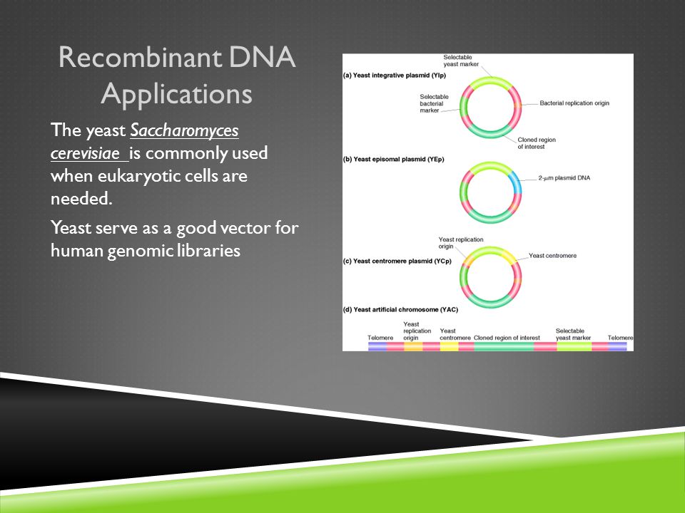 Recombinant DNA Applications The yeast Saccharomyces cerevisiae is commonly used when eukaryotic cells are needed.