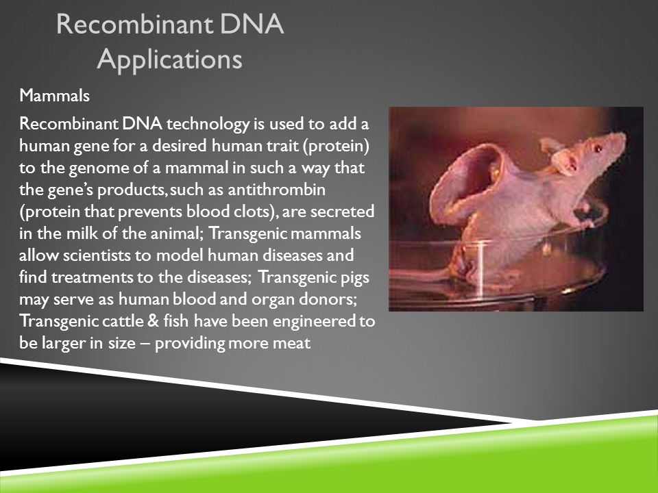 Recombinant DNA Applications Mammals Recombinant DNA technology is used to add a human gene for a desired human trait (protein) to the genome of a mammal in such a way that the gene’s products, such as antithrombin (protein that prevents blood clots), are secreted in the milk of the animal; Transgenic mammals allow scientists to model human diseases and find treatments to the diseases; Transgenic pigs may serve as human blood and organ donors; Transgenic cattle & fish have been engineered to be larger in size – providing more meat