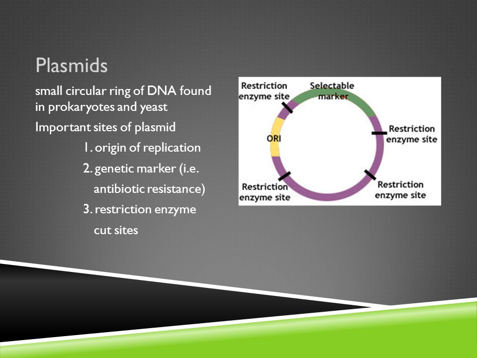 Plasmids small circular ring of DNA found in prokaryotes and yeast Important sites of plasmid 1.