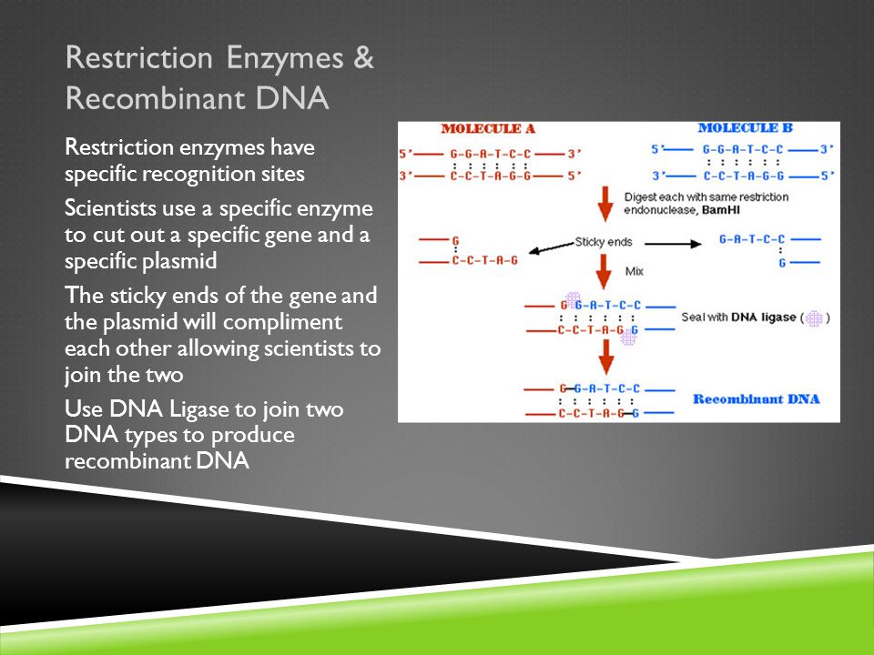 Restriction Enzymes & Recombinant DNA Restriction enzymes have specific recognition sites Scientists use a specific enzyme to cut out a specific gene and a specific plasmid The sticky ends of the gene and the plasmid will compliment each other allowing scientists to join the two Use DNA Ligase to join two DNA types to produce recombinant DNA