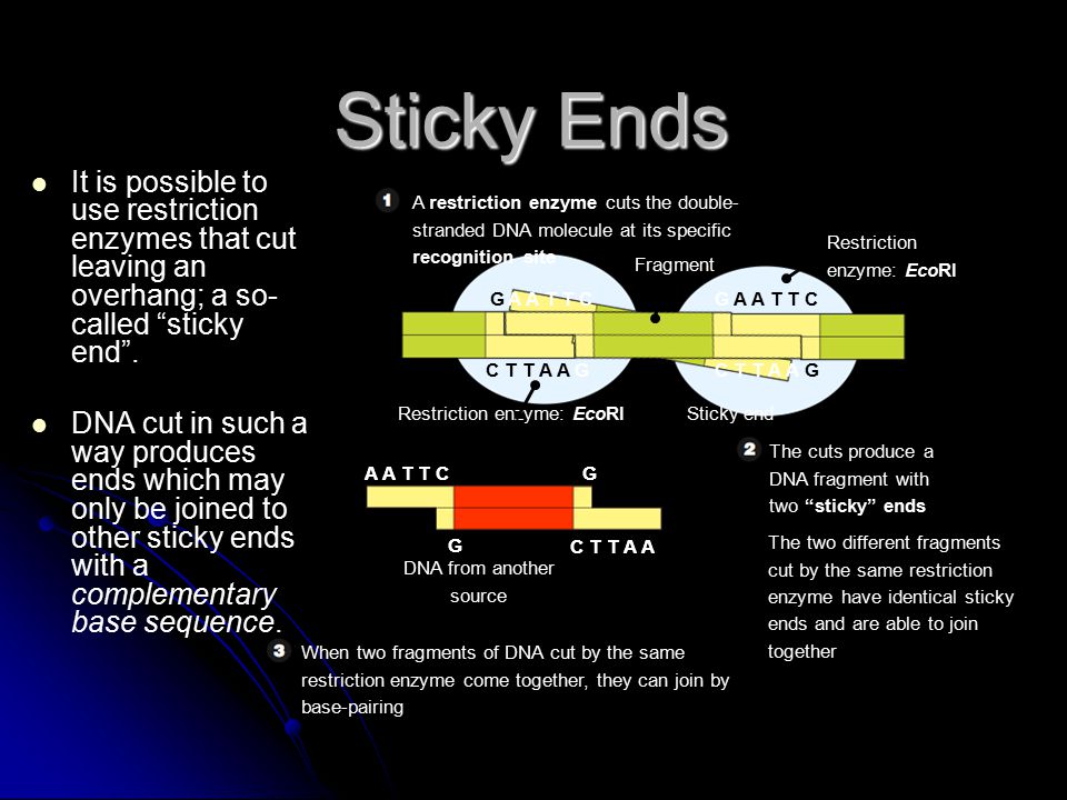 C T T A A A A T T CG G Fragment Restriction enzyme: EcoRI Sticky endRestriction enzyme: EcoRI DNA from another source A restriction enzyme cuts the double- stranded DNA molecule at its specific recognition site The two different fragments cut by the same restriction enzyme have identical sticky ends and are able to join together The cuts produce a DNA fragment with two sticky ends When two fragments of DNA cut by the same restriction enzyme come together, they can join by base-pairing C T T A A A A T T C G G C T T A A G G A A T T CG G It is possible to use restriction enzymes that cut leaving an overhang; a so- called sticky end .