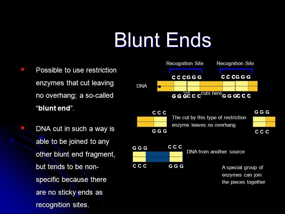 C C C G G G C C C G G G C C C G G G C C C Blunt Ends   Possible to use restriction enzymes that cut leaving no overhang; a so-called blunt end .