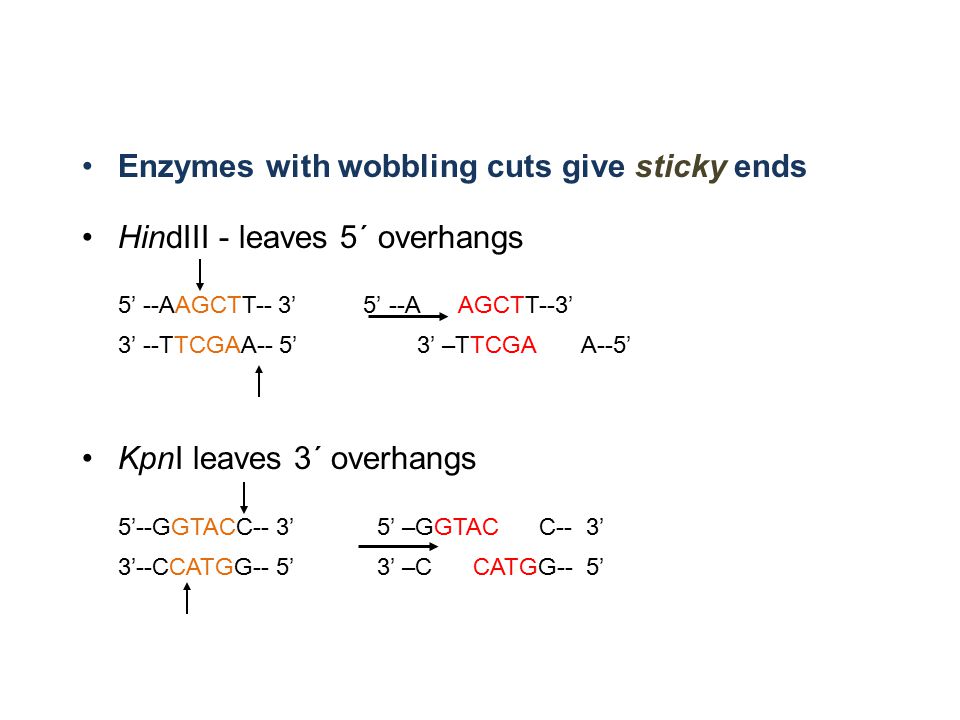 Enzymes with wobbling cuts give sticky ends HindIII - leaves 5´ overhangs 5’ --AAGCTT-- 3’ 5’ --A AGCTT--3’ 3’ --TTCGAA-- 5’ 3’ –TTCGA A--5’ KpnI leaves 3´ overhangs 5’--GGTACC-- 3’ 5’ –GGTAC C-- 3’ 3’--CCATGG-- 5’ 3’ –C CATGG-- 5’