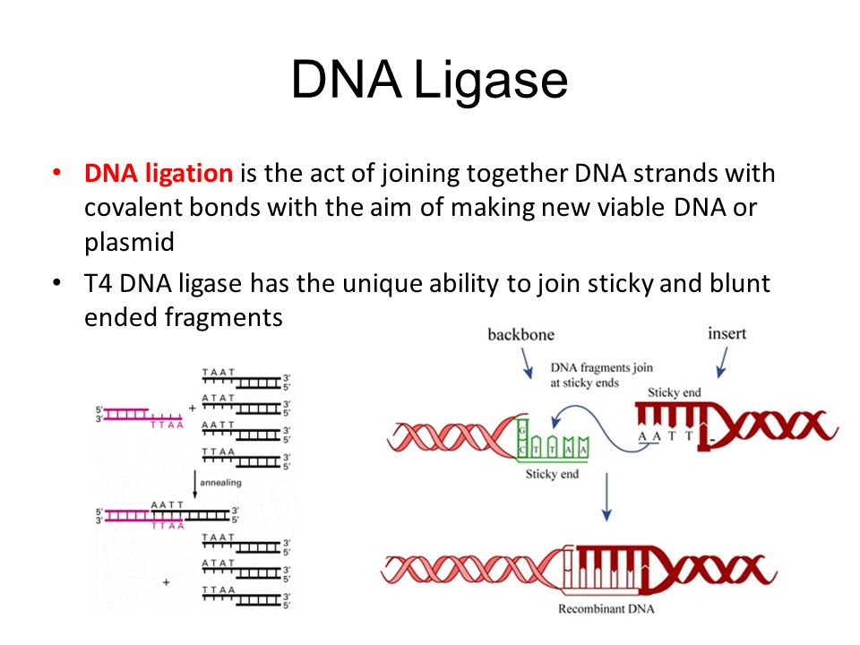 DNA Ligase DNA ligation is the act of joining together DNA strands with covalent bonds with the aim of making new viable DNA or plasmid T4 DNA ligase has the unique ability to join sticky and blunt ended fragments