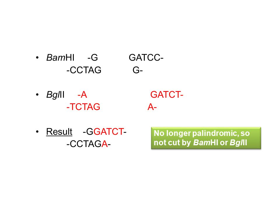 BamHI -G GATCC- -CCTAG G- BglII -A GATCT- -TCTAG A- Result -GGATCT- -CCTAGA- No longer palindromic, so not cut by BamHI or BglII