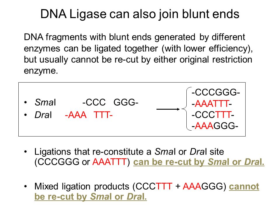 DNA fragments with blunt ends generated by different enzymes can be ligated together (with lower efficiency), but usually cannot be re-cut by either original restriction enzyme.
