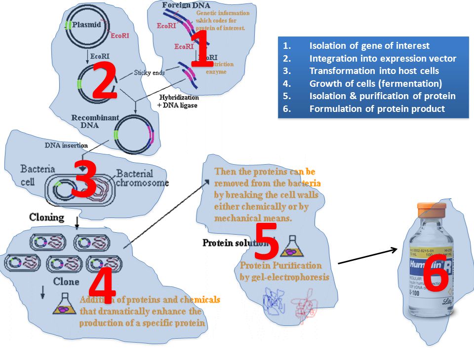 Isolation of gene of interest 2.Integration into expression vector 3.Transformation into host cells 4.Growth of cells (fermentation) 5.Isolation & purification of protein 6.Formulation of protein product 1.Isolation of gene of interest 2.Integration into expression vector 3.Transformation into host cells 4.Growth of cells (fermentation) 5.Isolation & purification of protein 6.Formulation of protein product