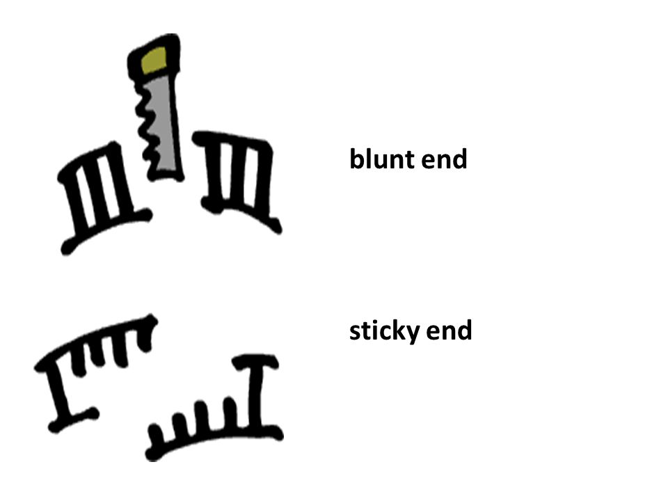 blunt end sticky end