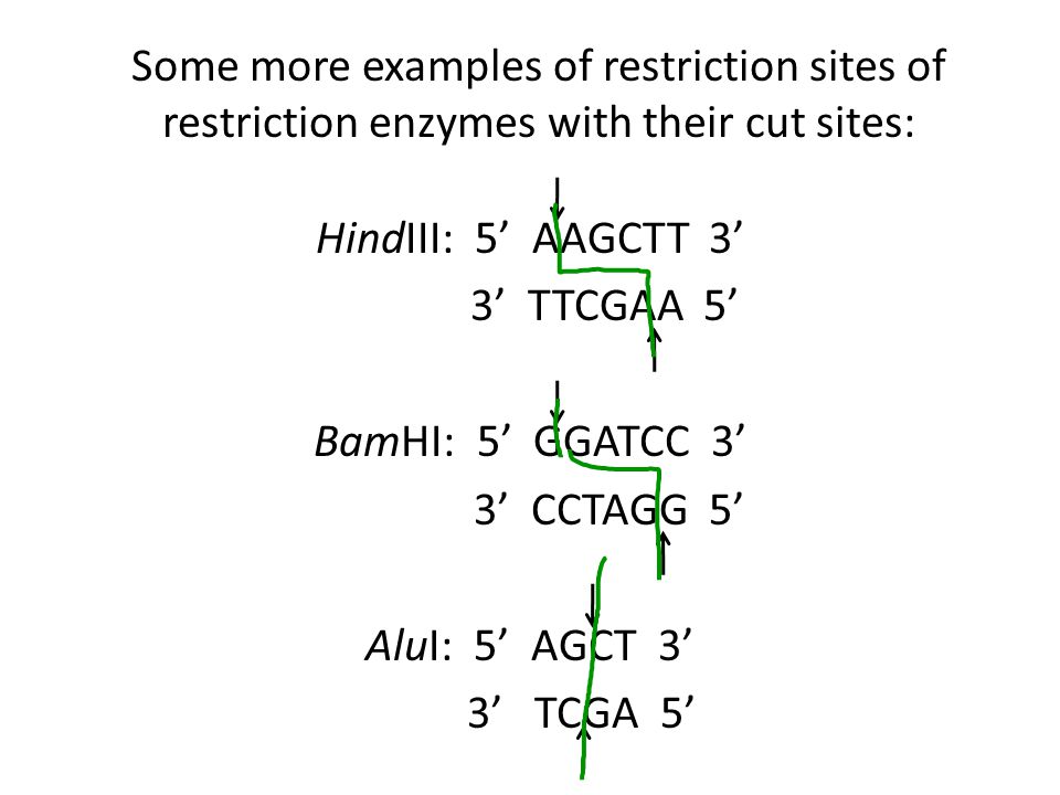 Some more examples of restriction sites of restriction enzymes with their cut sites: HindIII: 5’ AAGCTT 3’ 3’ TTCGAA 5’ BamHI: 5’ GGATCC 3’ 3’ CCTAGG 5’ AluI: 5’ AGCT 3’ 3’ TCGA 5’