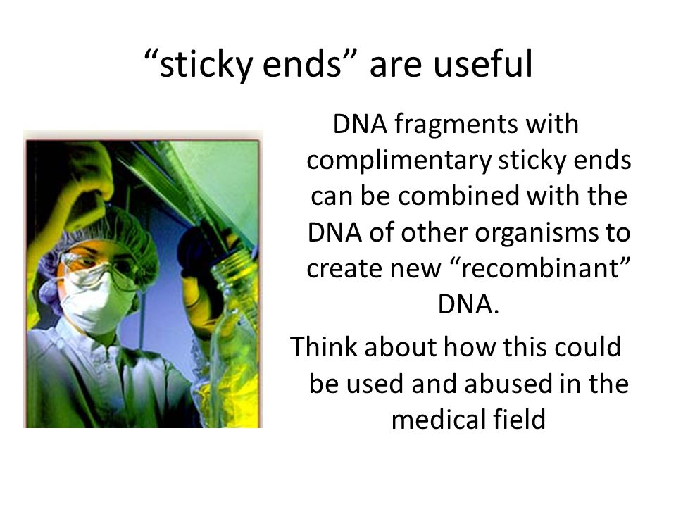 sticky ends are useful DNA fragments with complimentary sticky ends can be combined with the DNA of other organisms to create new recombinant DNA.