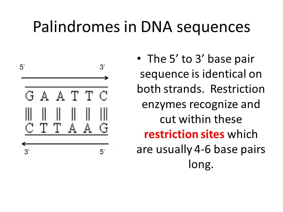 Palindromes in DNA sequences The 5’ to 3’ base pair sequence is identical on both strands.