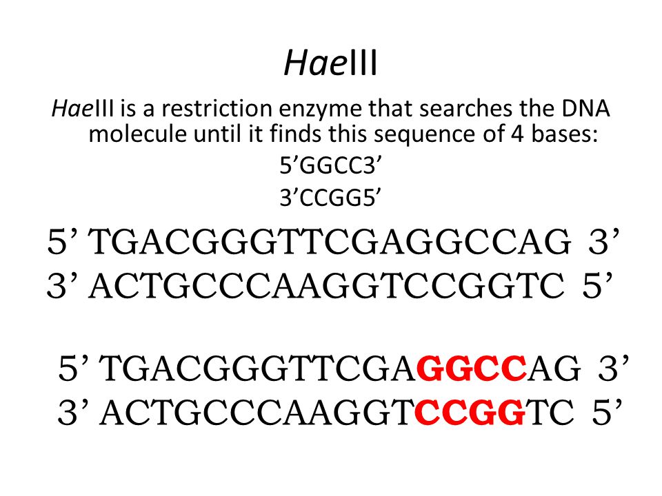 HaeIII HaeIII is a restriction enzyme that searches the DNA molecule until it finds this sequence of 4 bases: 5’GGCC3’ 3’CCGG5’ 5’ TGACGGGTTCGAGGCCAG 3’ 3’ ACTGCCCAAGGTCCGGTC 5’ 5’ TGACGGGTTCGA GGCC AG 3’ 3’ ACTGCCCAAGGT CCGG TC 5’
