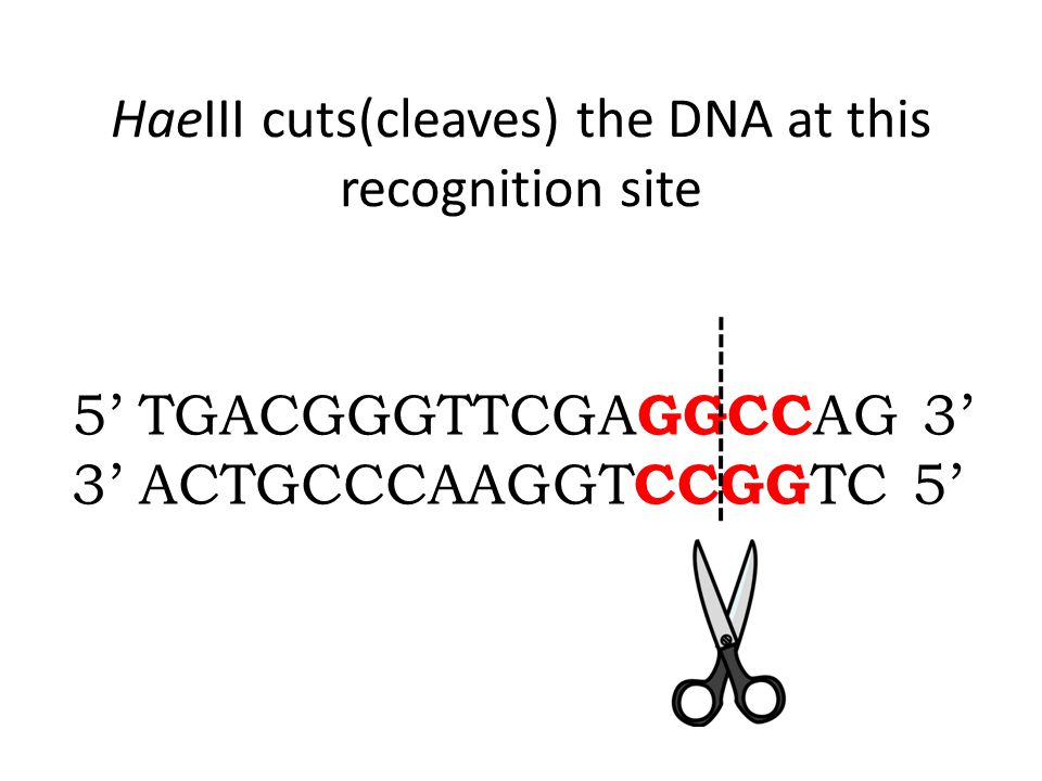 HaeIII cuts(cleaves) the DNA at this recognition site 5’ TGACGGGTTCGA GGCC AG 3’ 3’ ACTGCCCAAGGT CCGG TC 5’