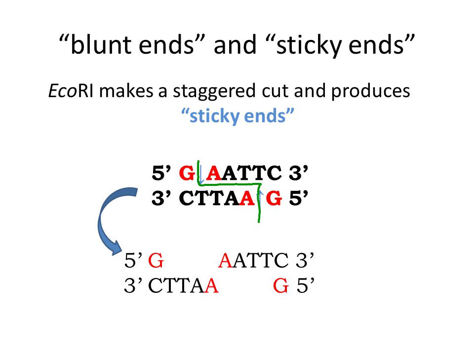 blunt ends and sticky ends EcoRI makes a staggered cut and produces sticky ends 5’ G↓AATTC 3’ 3’ CTTAA↑G 5’ 5’ GAATTC 3’ 3’ CTTAA G 5’