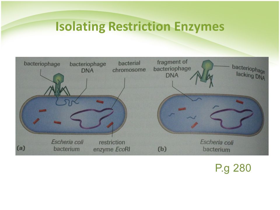 Isolating Restriction Enzymes P.g 280