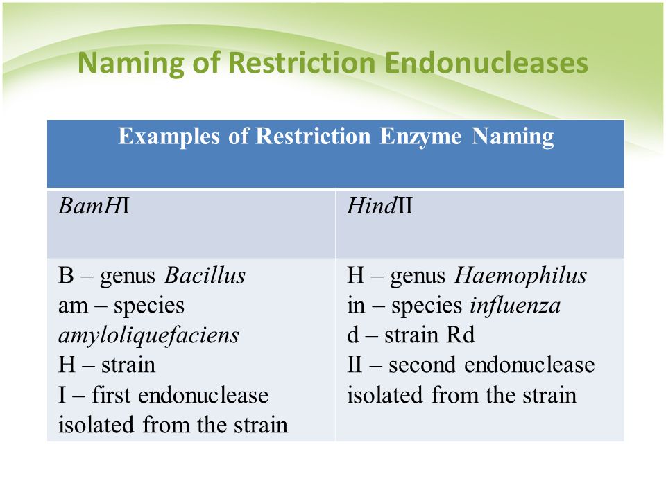 Examples of Restriction Enzyme Naming BamHIHindII B – genus Bacillus am – species amyloliquefaciens H – strain I – first endonuclease isolated from the strain H – genus Haemophilus in – species influenza d – strain Rd II – second endonuclease isolated from the strain Naming of Restriction Endonucleases