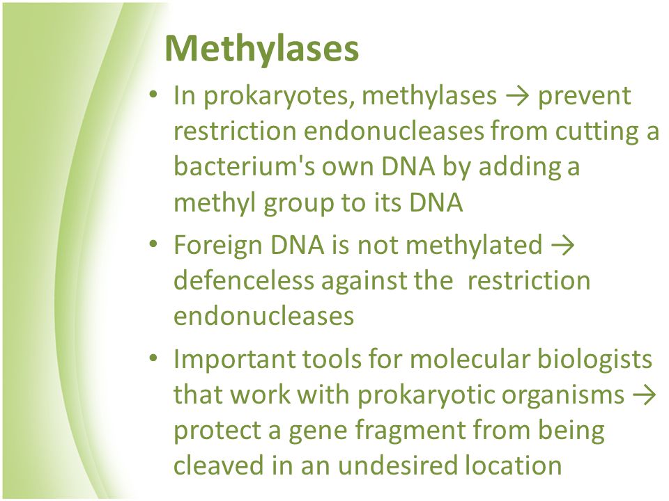 Methylases In prokaryotes, methylases → prevent restriction endonucleases from cutting a bacterium s own DNA by adding a methyl group to its DNA Foreign DNA is not methylated → defenceless against the restriction endonucleases Important tools for molecular biologists that work with prokaryotic organisms → protect a gene fragment from being cleaved in an undesired location