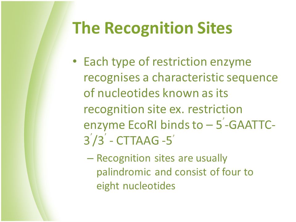 The Recognition Sites Each type of restriction enzyme recognises a characteristic sequence of nucleotides known as its recognition site ex.