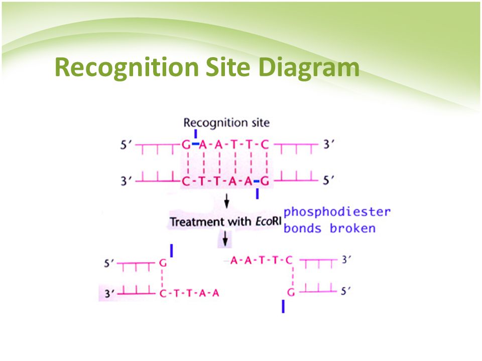 Recognition Site Diagram
