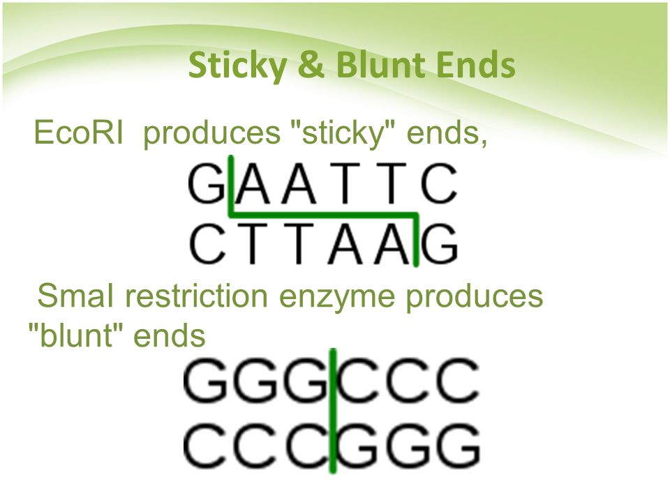 Sticky & Blunt Ends EcoRI produces sticky ends, SmaI restriction enzyme produces blunt ends