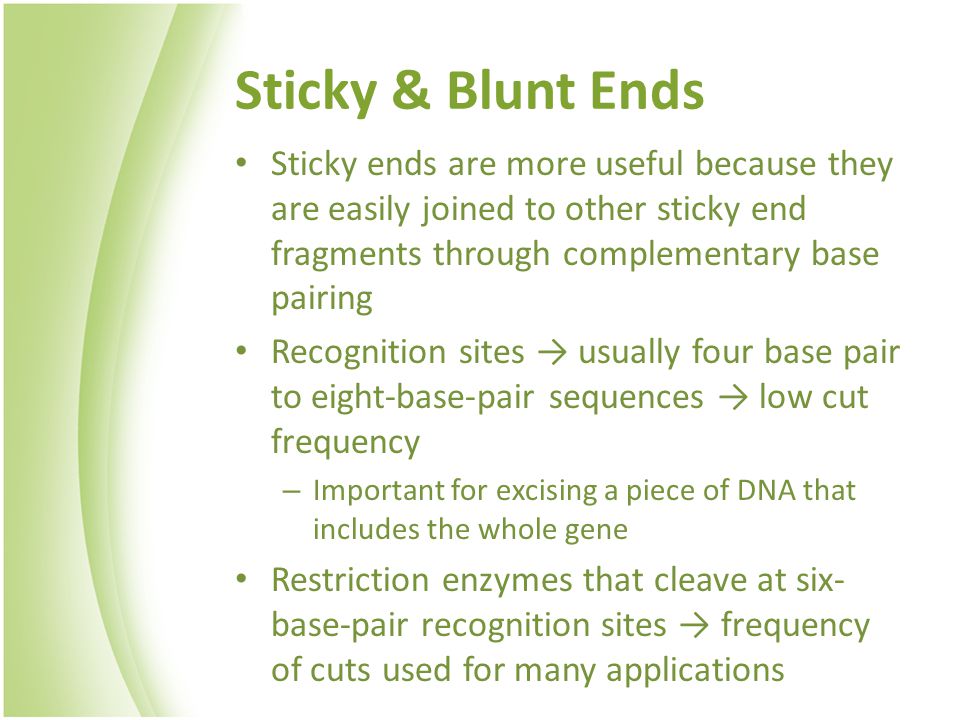 Sticky & Blunt Ends Sticky ends are more useful because they are easily joined to other sticky end fragments through complementary base pairing Recognition sites → usually four base pair to eight-base-pair sequences → low cut frequency – Important for excising a piece of DNA that includes the whole gene Restriction enzymes that cleave at six- base-pair recognition sites → frequency of cuts used for many applications