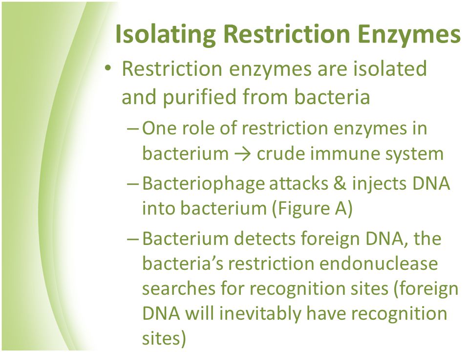 Isolating Restriction Enzymes Restriction enzymes are isolated and purified from bacteria – One role of restriction enzymes in bacterium → crude immune system – Bacteriophage attacks & injects DNA into bacterium (Figure A) – Bacterium detects foreign DNA, the bacteria’s restriction endonuclease searches for recognition sites (foreign DNA will inevitably have recognition sites)