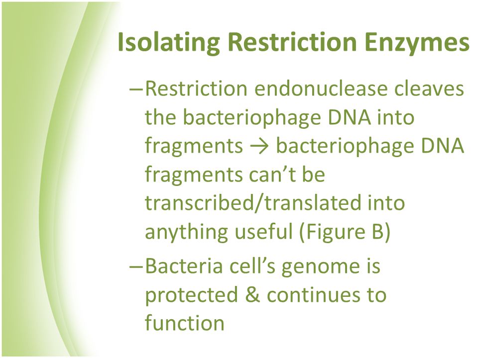 Isolating Restriction Enzymes – Restriction endonuclease cleaves the bacteriophage DNA into fragments → bacteriophage DNA fragments can’t be transcribed/translated into anything useful (Figure B) – Bacteria cell’s genome is protected & continues to function