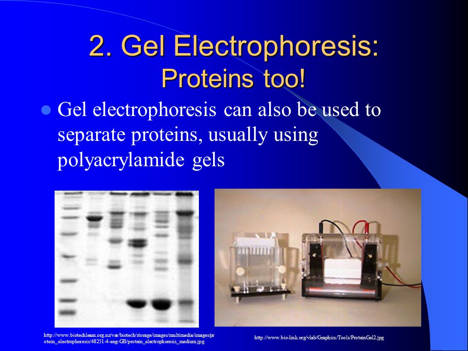 2. Gel Electrophoresis: Proteins too.