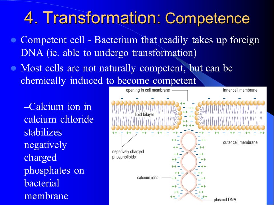 4. Transformation: Competence Competent cell - Bacterium that readily takes up foreign DNA (ie.