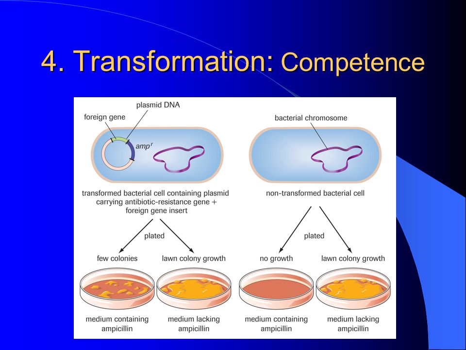 4. Transformation: Competence