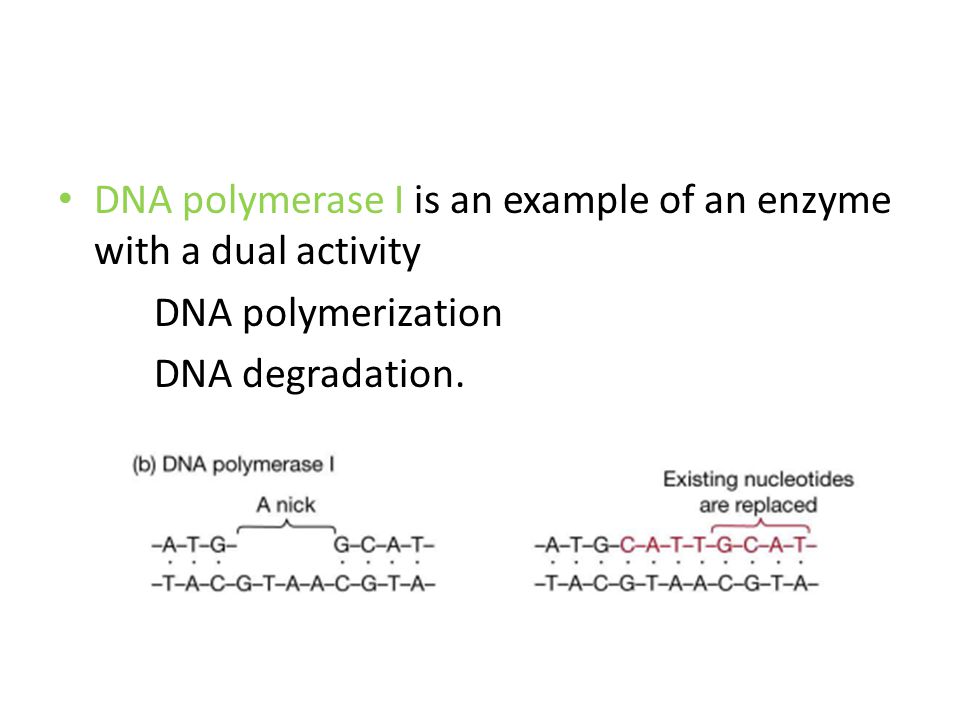 DNA polymerase I is an example of an enzyme with a dual activity DNA polymerization DNA degradation.