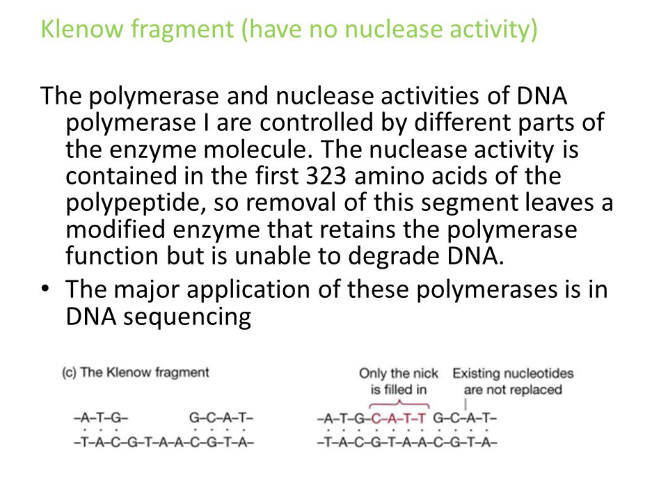 Klenow fragment (have no nuclease activity) The polymerase and nuclease activities of DNA polymerase I are controlled by different parts of the enzyme molecule.