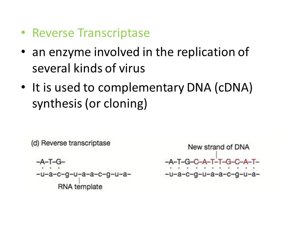 Reverse Transcriptase an enzyme involved in the replication of several kinds of virus It is used to complementary DNA (cDNA) synthesis (or cloning)