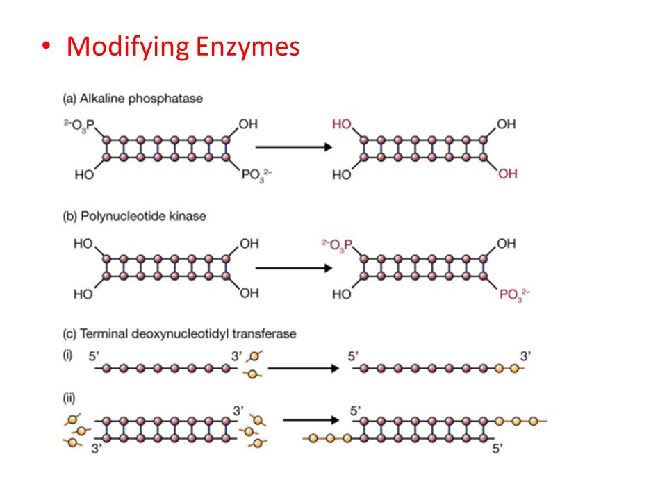 Modifying Enzymes