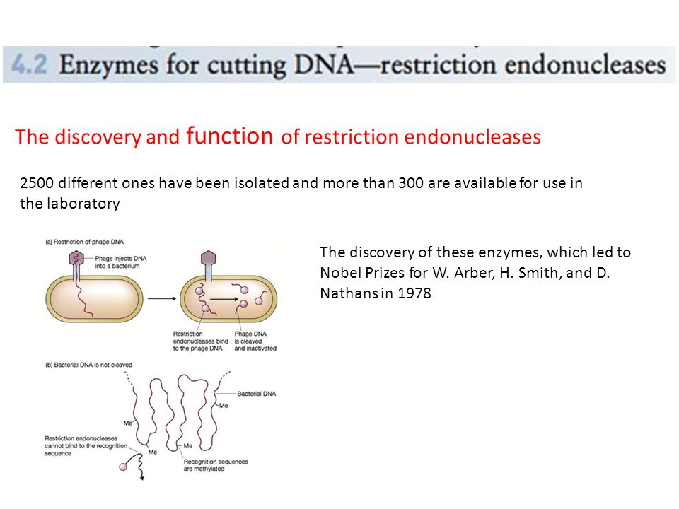 The discovery and function of restriction endonucleases 2500 different ones have been isolated and more than 300 are available for use in the laboratory The discovery of these enzymes, which led to Nobel Prizes for W.