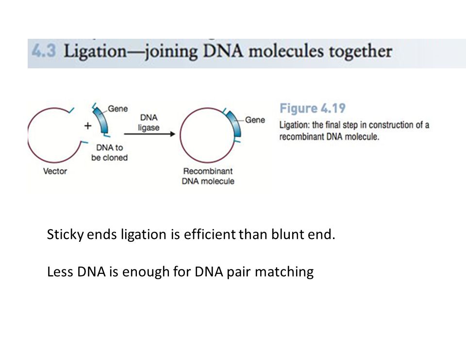 Sticky ends ligation is efficient than blunt end. Less DNA is enough for DNA pair matching