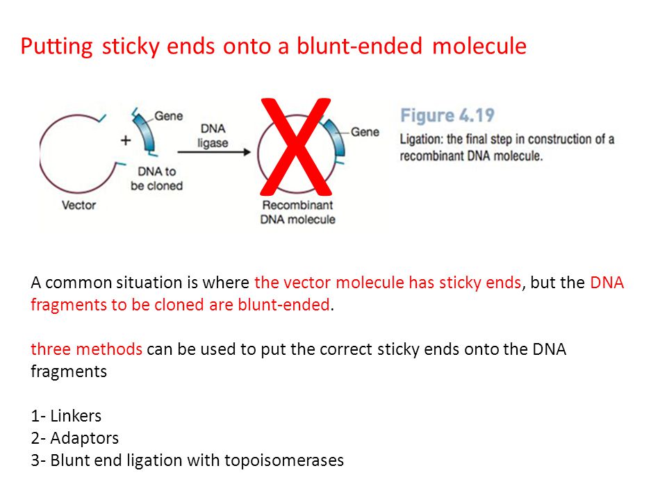 Putting sticky ends onto a blunt-ended molecule X A common situation is where the vector molecule has sticky ends, but the DNA fragments to be cloned are blunt-ended.