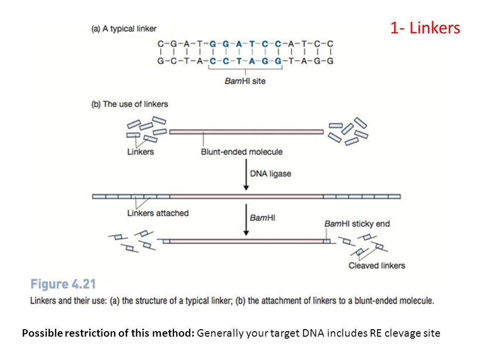 Possible restriction of this method: Generally your target DNA includes RE clevage site 1- Linkers