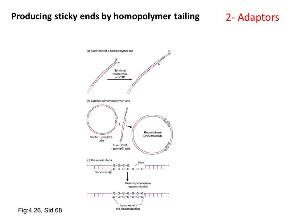 Producing sticky ends by homopolymer tailing