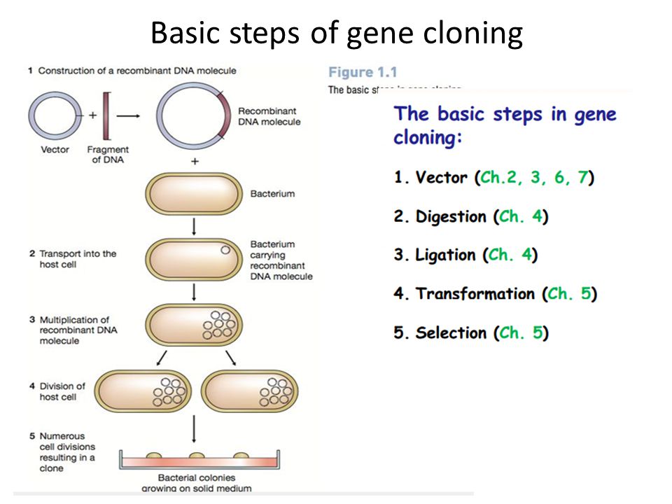 Basic steps of gene cloning