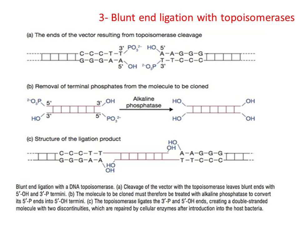 3- Blunt end ligation with topoisomerases