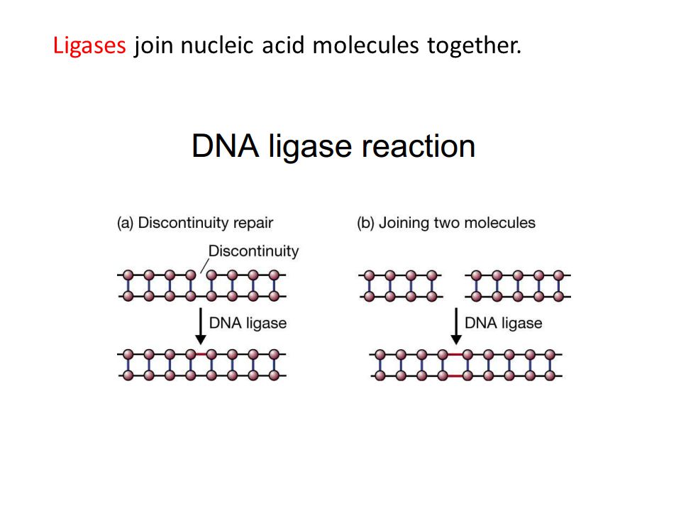 Ligases join nucleic acid molecules together.
