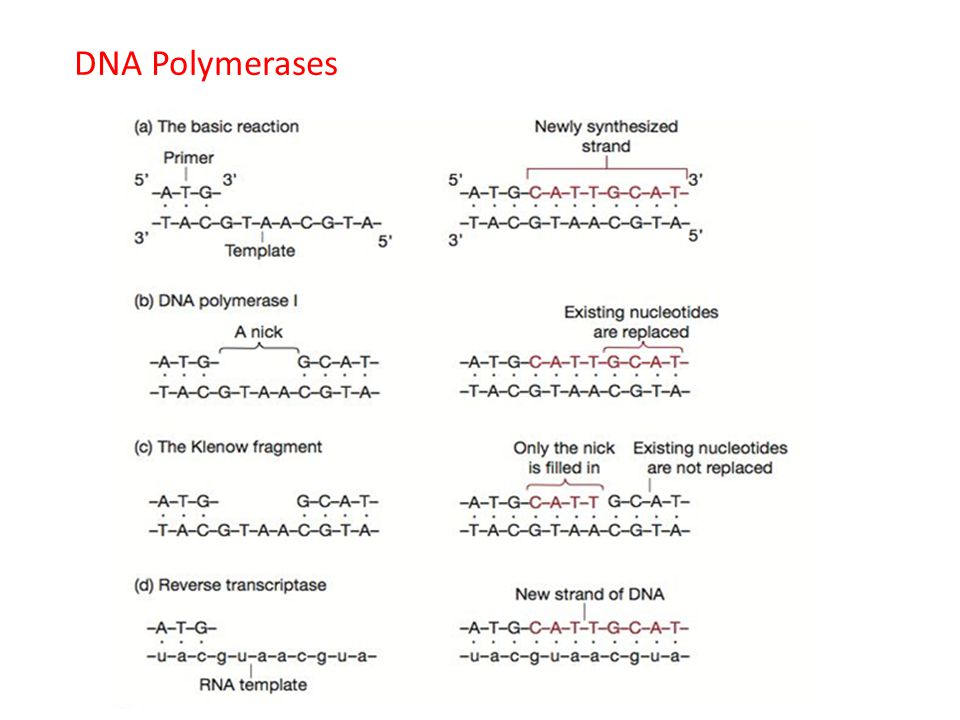 DNA Polymerases